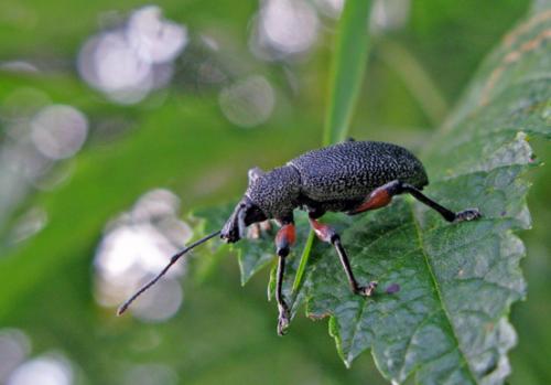 Otiorhynchus cardiniger