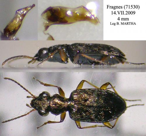 Asaphidion stierlini