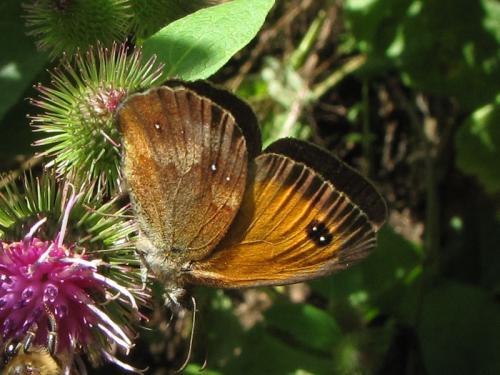 Pyronia tithonus