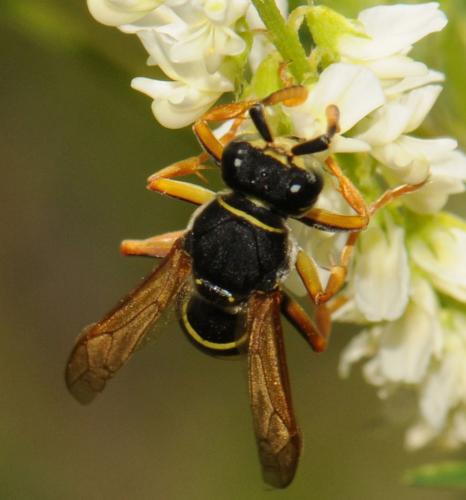 Réf. 53 772 : Polistes sp.