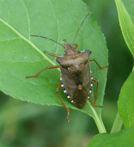 Réf. 53 283 : Pentatoma rufipes