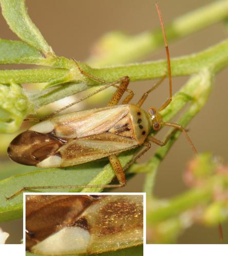 Réf. 53 911 : Adelphocoris lineolatus