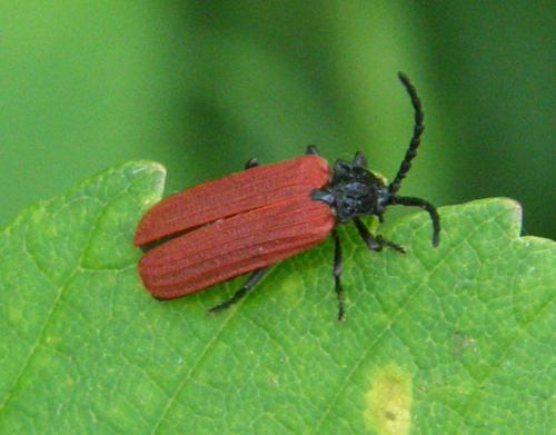 Pyropterus nigroruber