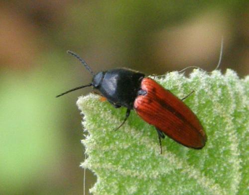 Ampedus sp.