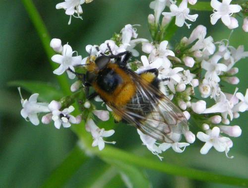 Volucella bombylans