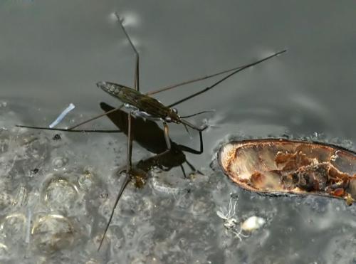 Gerris sp.