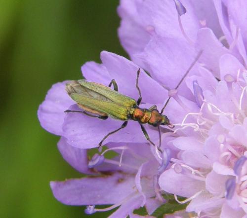 Oedemera nobilis