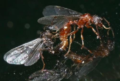 Réf. 53 213 : Myrmica sp.