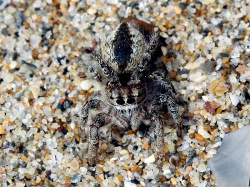 Réf. 53 404 : Pseudomogrus univitattus