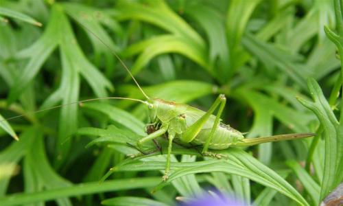 Tettigonia viridissima