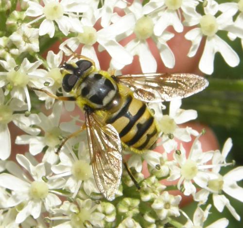 Myathropa florea