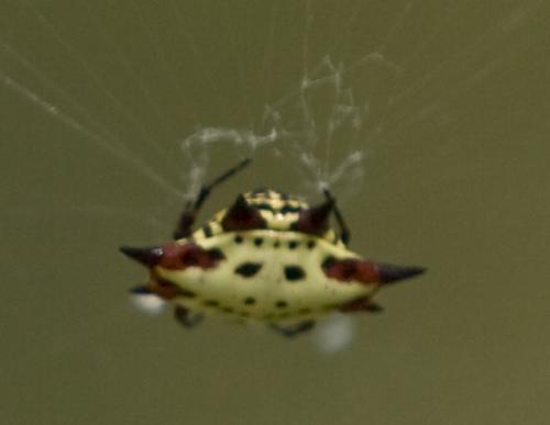 Réf. 53 687 : Gasteracantha sanguinolenta