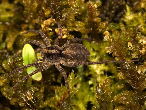 Pardosa amentata