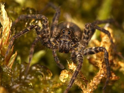 Pardosa amentata
