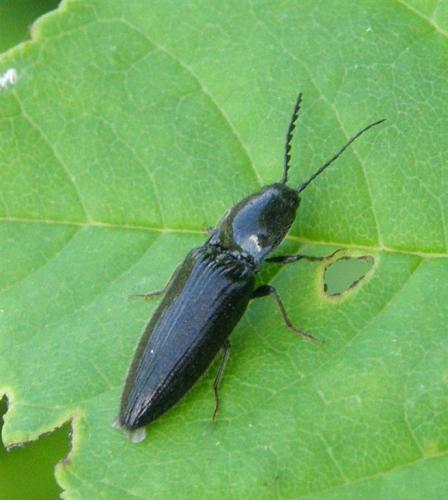 Réf. 53 526 : Hemicrepidius sp.
