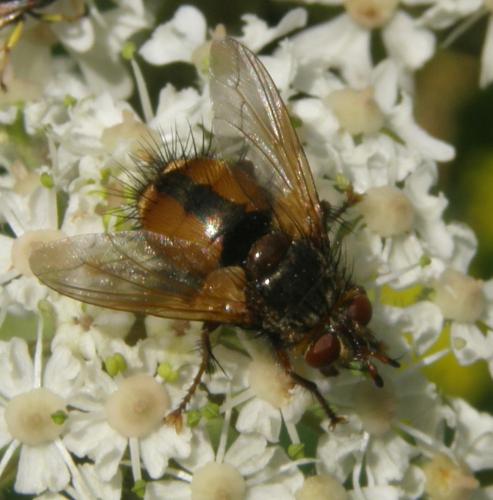 Réf. 53 302 : Tachina sp.