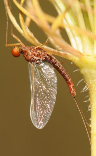 Réf. 53 618 : Serratella ignita