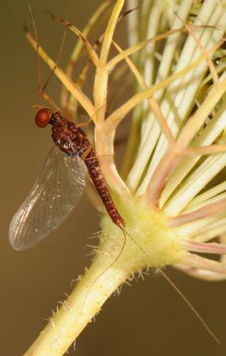 Serratella ignita