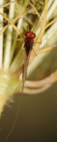 Serratella ignita