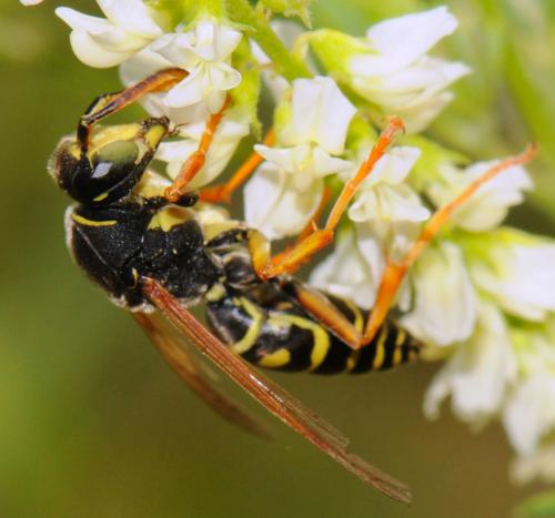 Polistes sp.