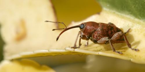 Réf. 53 775 : Curculio sp.