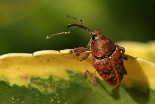 Réf. 53 796 : Curculio sp.