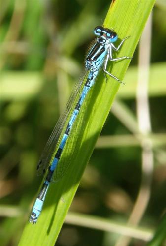 Coenagrion mercuriale