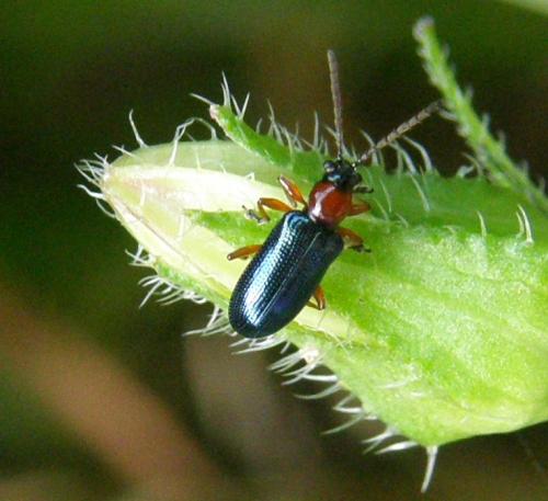Réf. 53 303 : Oulema sp.