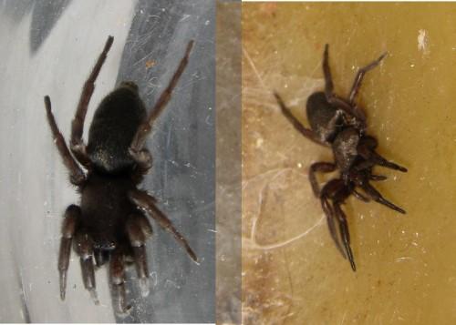 Réf. 53 782 : Scotophaeus sp.