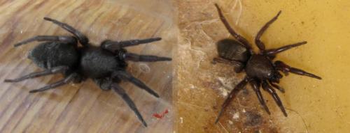 Scotophaeus sp.
