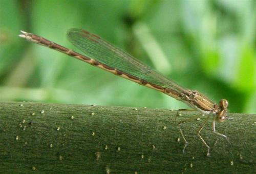 Sympecma fusca
