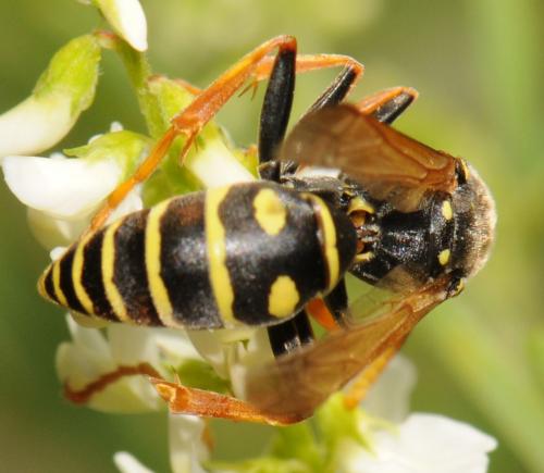 Polistes sp.