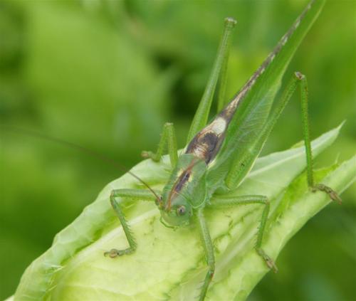 Tettigonia viridissima