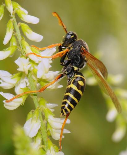 Polistes sp.