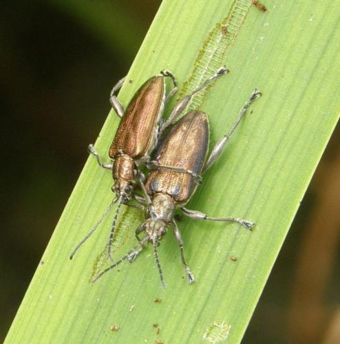 Donacia marginata
