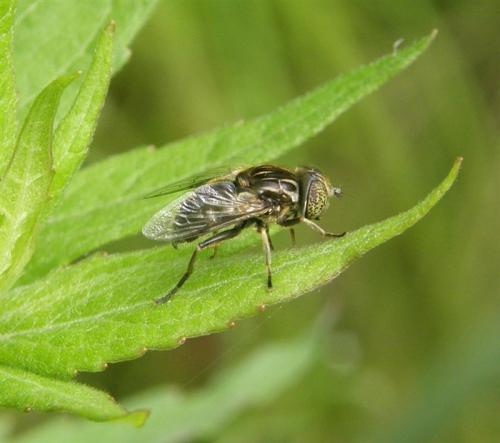 Réf. 53 178 : Eristalinus sepulchralis
