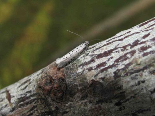 Yponomeuta sp.
