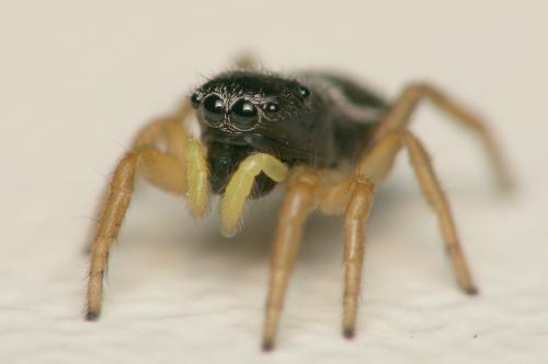 Heliophanus flavipes