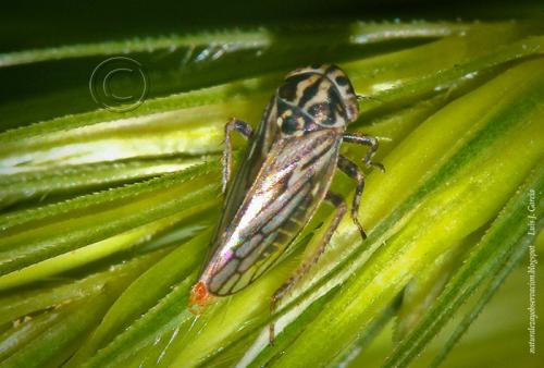 Anaceratagallia sp.