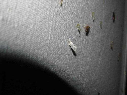 Niphonympha dealbatella