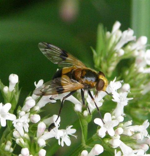Volucella inflata