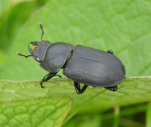 Réf. 53 181 : Dorcus parallelipipedus
