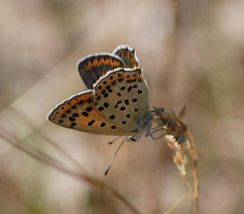 Réf. 53 681 : Lycaena tityrus
