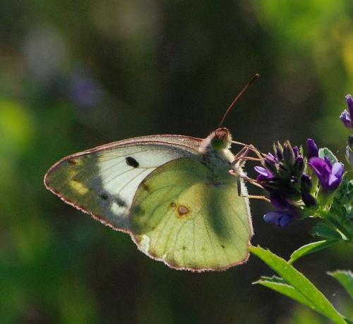 Colias sp.