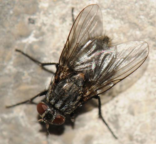 Réf. 53 299 : Muscina levida