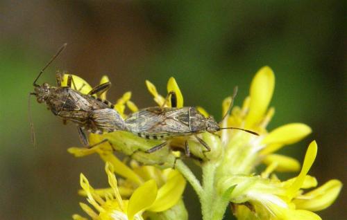 Stictopleurus punctatonervosus
