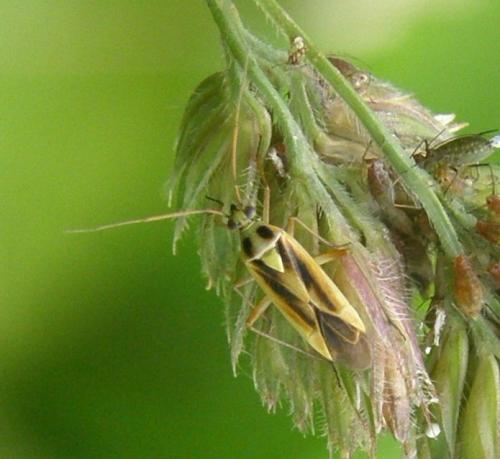 Stenotus binotatus