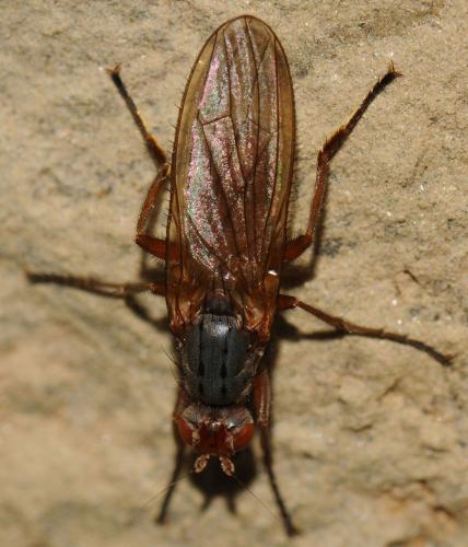 Scoliocentra villosa