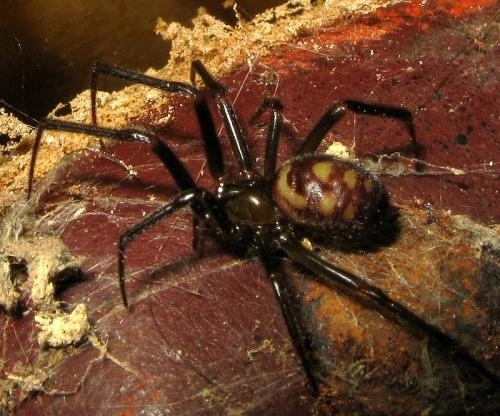 Steatoda grossa