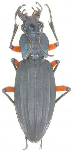 Carabus galicianus